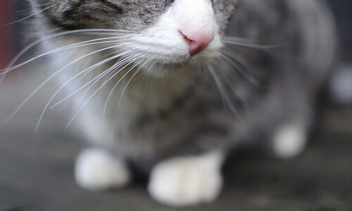 Leyu Sport下载-中国台北体育团队未来发展：全力备战国际赛事，台北体育中心