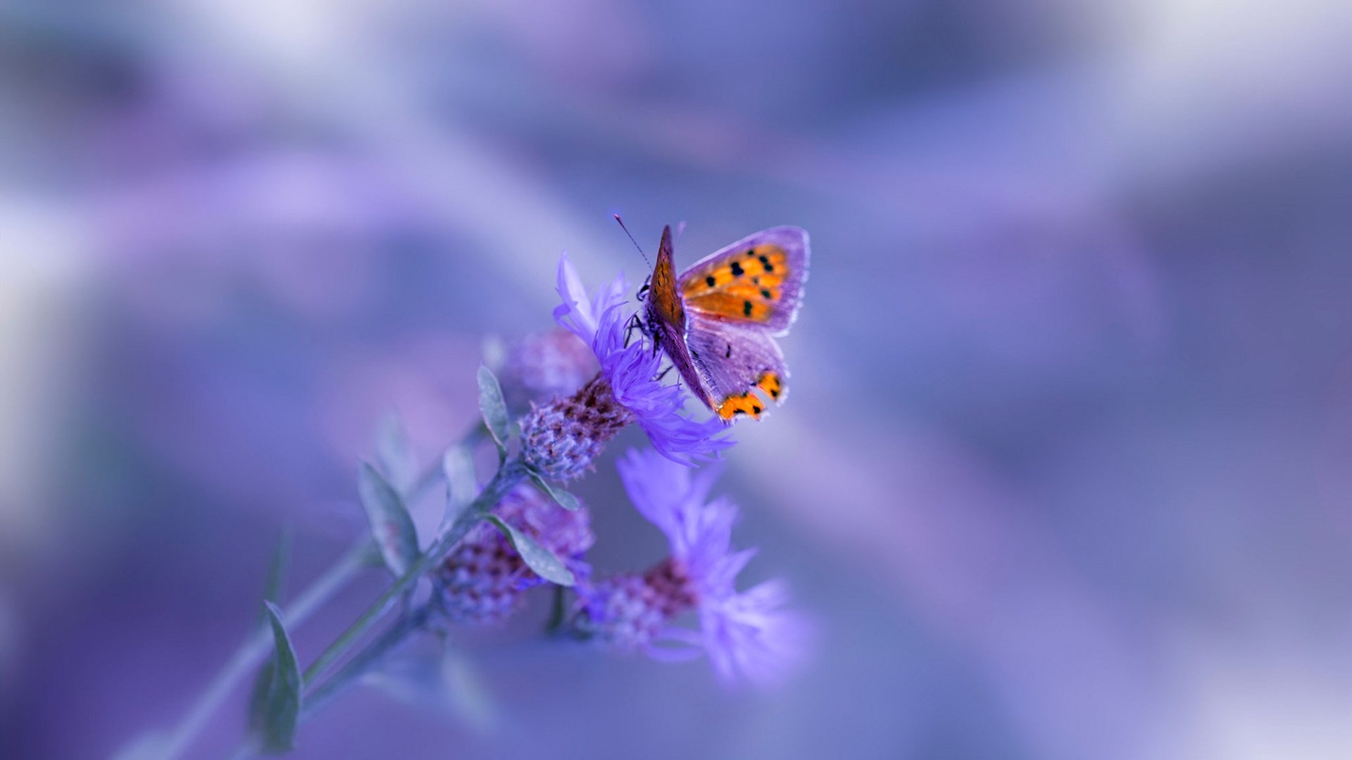 国家男篮考察海外球员补强外线火力,中国男篮海外球员