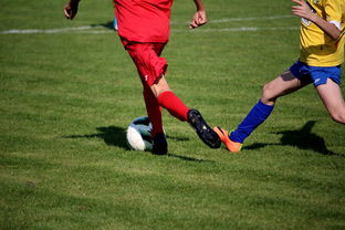 下载乐鱼体育APP-比利时男篮在欧洲预赛中坚持不懈，目标奥运荣誉，比利时男子篮球队