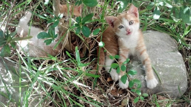 自由泳短程韩国突破个人纪录，自由泳韩国教学视频