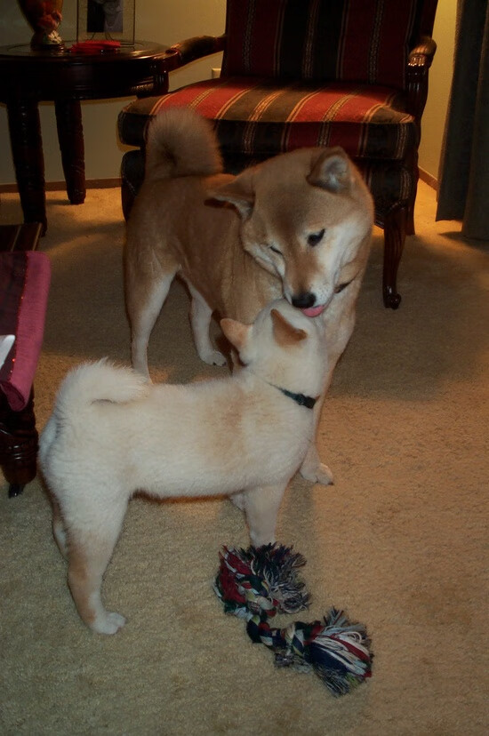 赞比亚男篮在非洲锦标赛中拼搏奋战,跨越历史新高,赞比亚球星