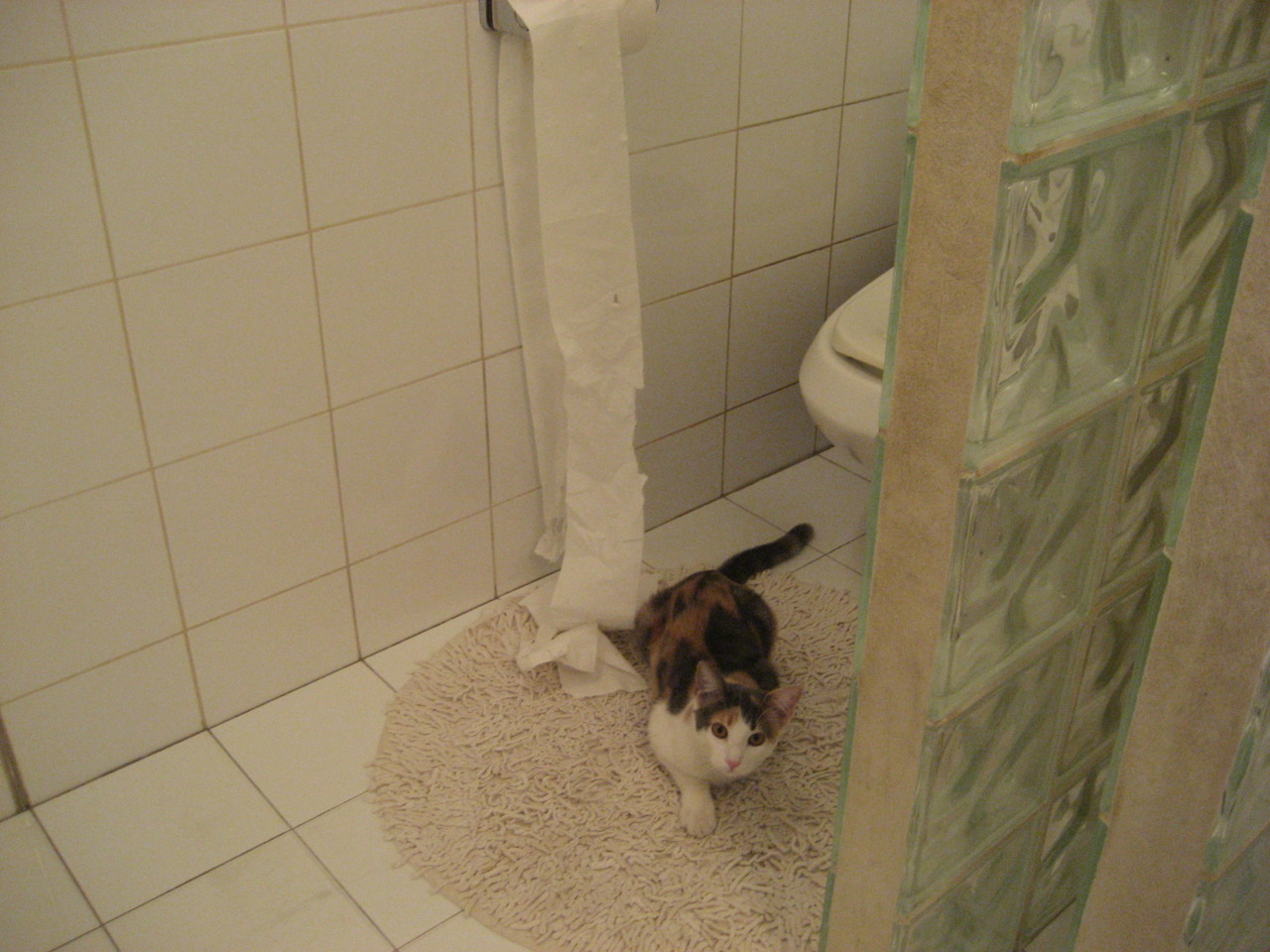 阿莱克西为美国蝶泳注入新活力，阿莱克斯wwe