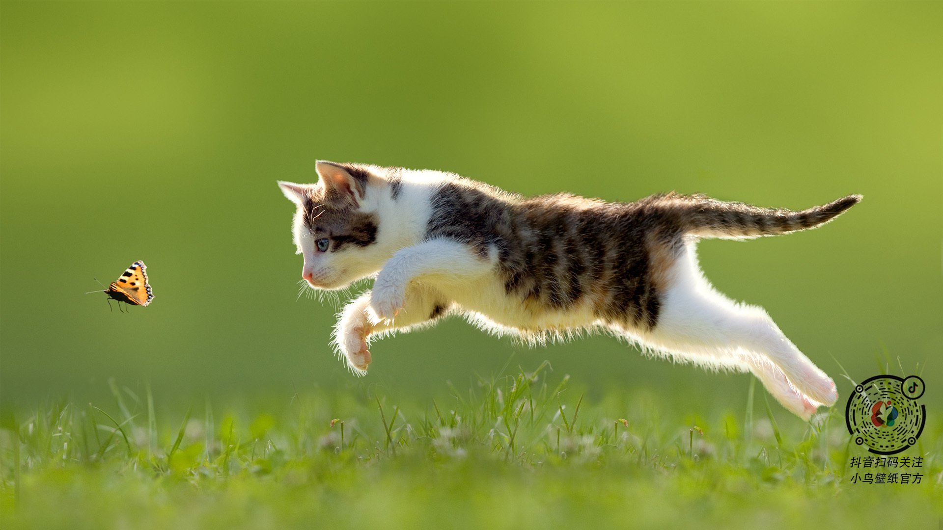 Radisavljevic 打动人心的归化之路令人动容，归化英文