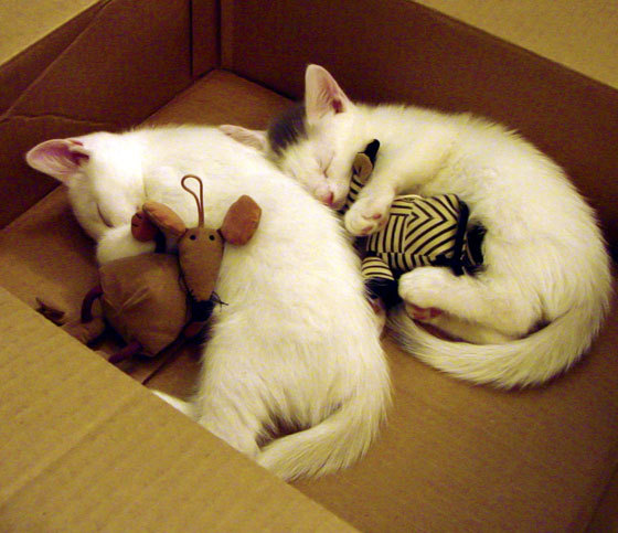 leyu乐鱼在线登录入口-中国篮球是否构建多维评价体系衡量球员综合实力，中国篮球群众基础