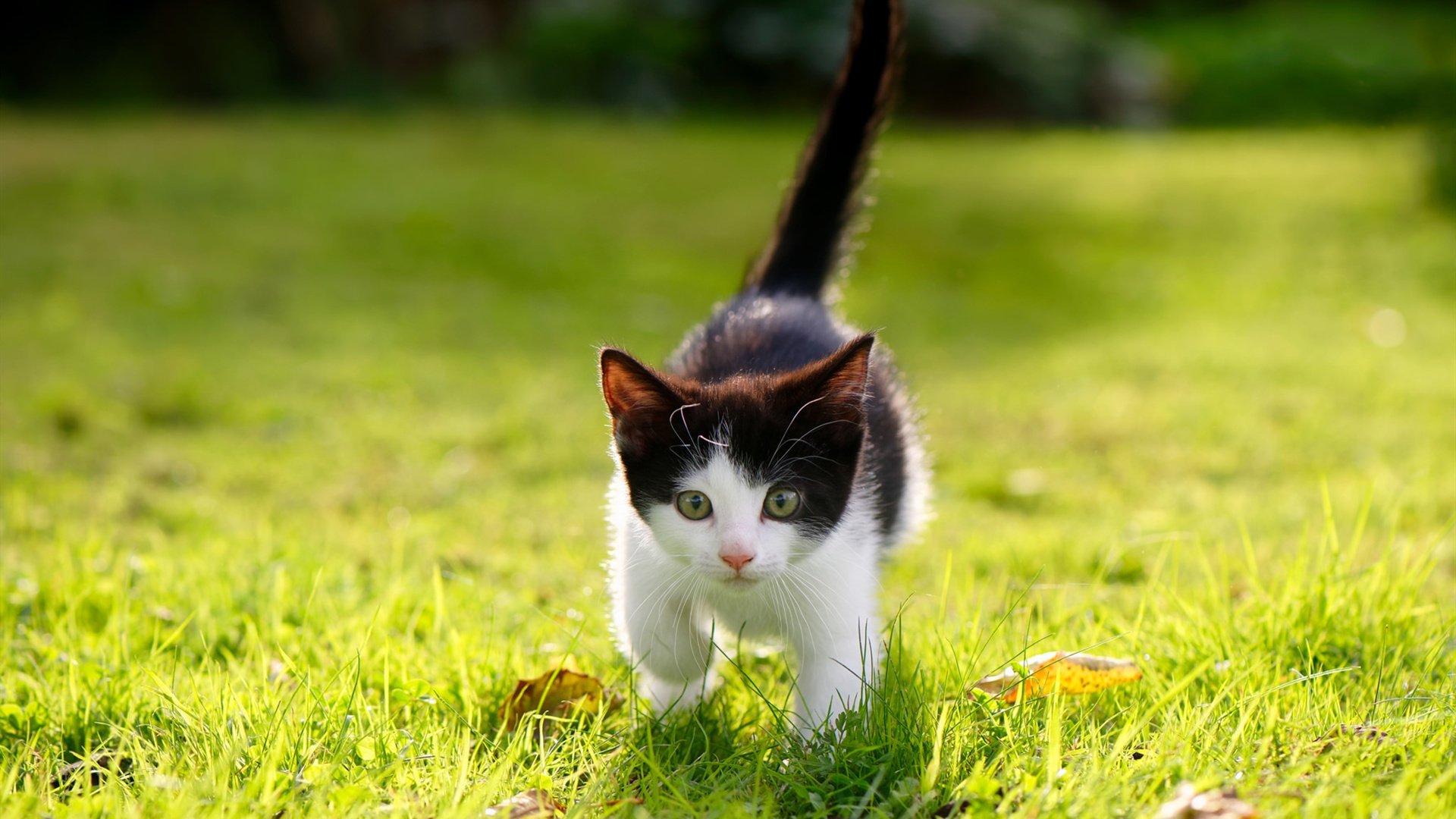 中国篮球运动在海外青少年眼中的文化认知研究，浅谈中外篮球文化