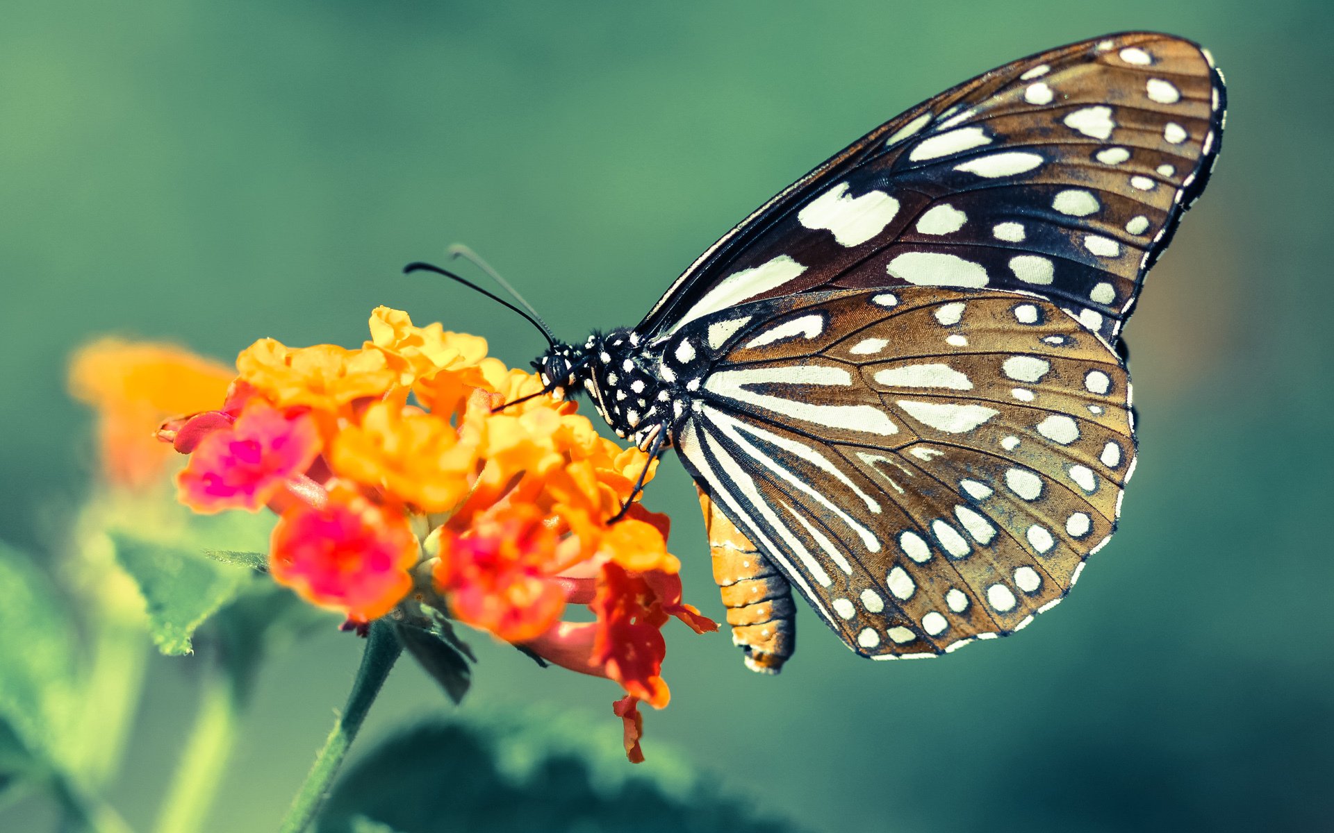 中国足球赛季间歇期训练强度与恢复期安排分析,2020赛季国内足球赛事延期